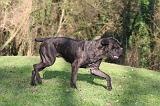 CANE CORSO 1375